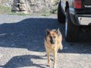 PICTURES/Desert View Tower - Jacumba, CA/t_Dog Greeter.jpg